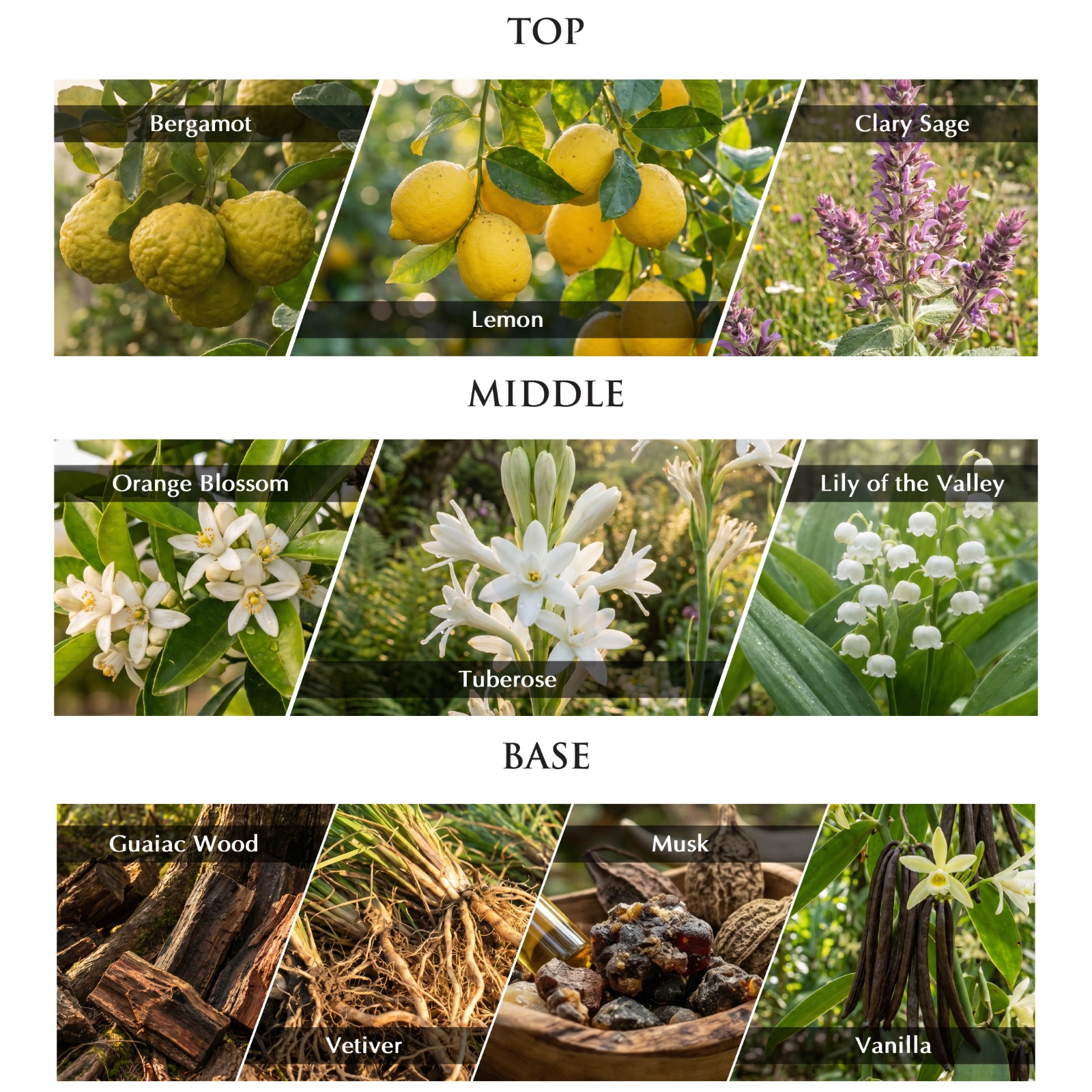 argos-odyssey-the-legend-returns-top-middle-base-note-ingredients